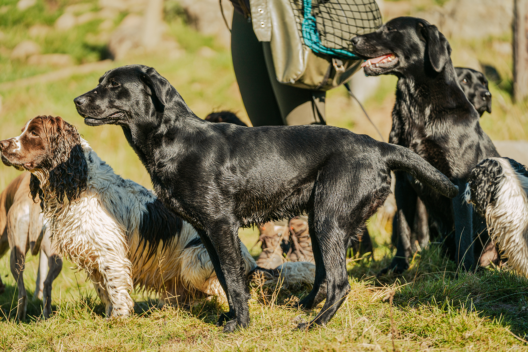 Fieldsports Journal - Editorial