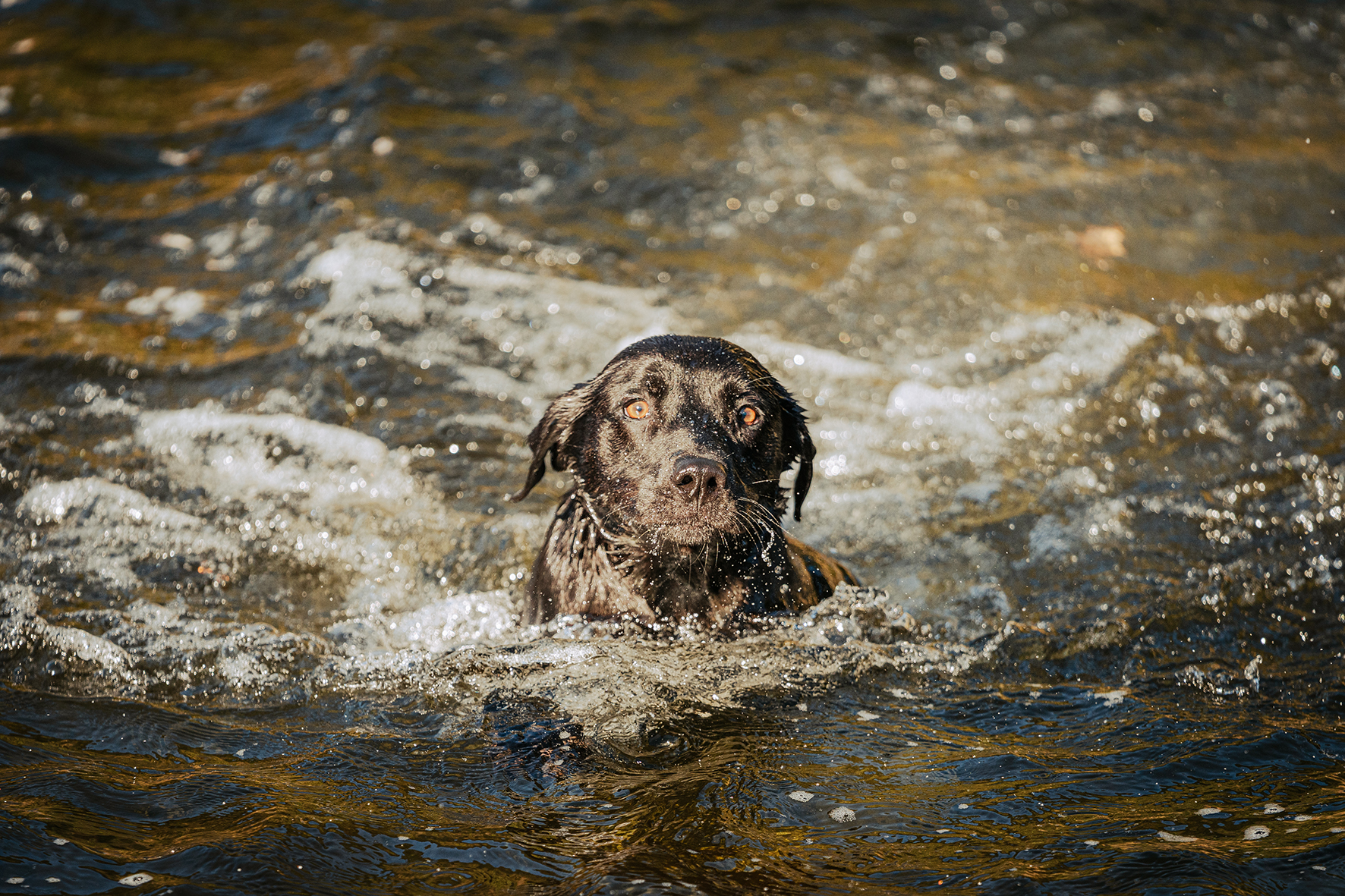 Working gundog retrieving in river water during fieldsports day